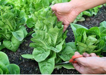 Growing Cold-Hardy Lettuce 