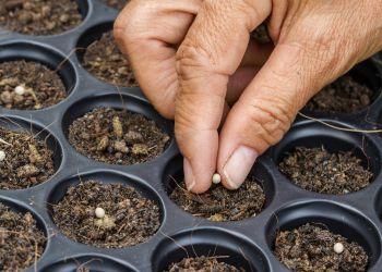 Planting Seeds in Tray of Soil