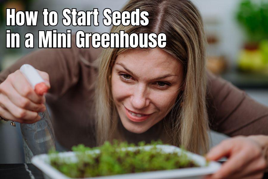 Starting Seeds in a Mini Greenhouse